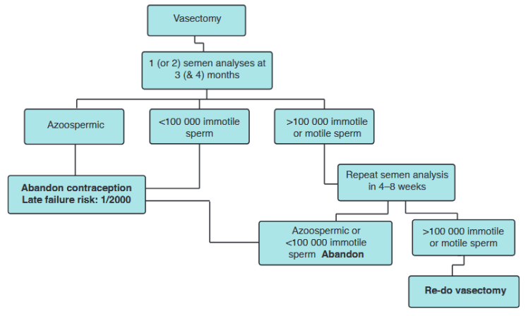 algoritmo-vasectomia